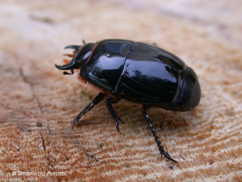 Histeridae - Pactolinus major